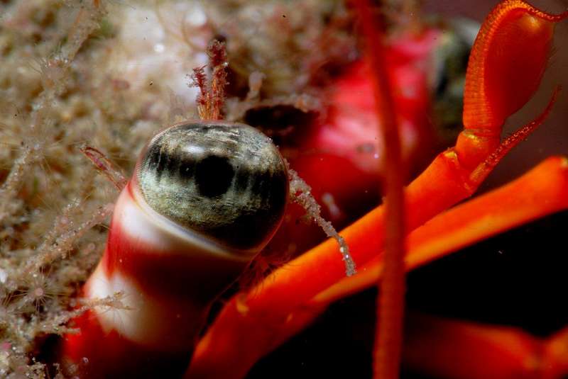 NAFOSUB 2012: Juan Carlos Melero y Ana Isabel Moreno, rozan el "Top Ten" nacional